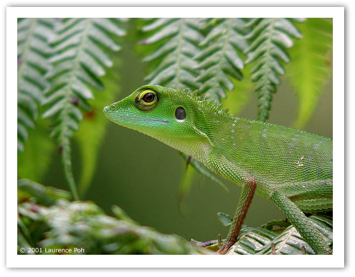 Green Lizard
