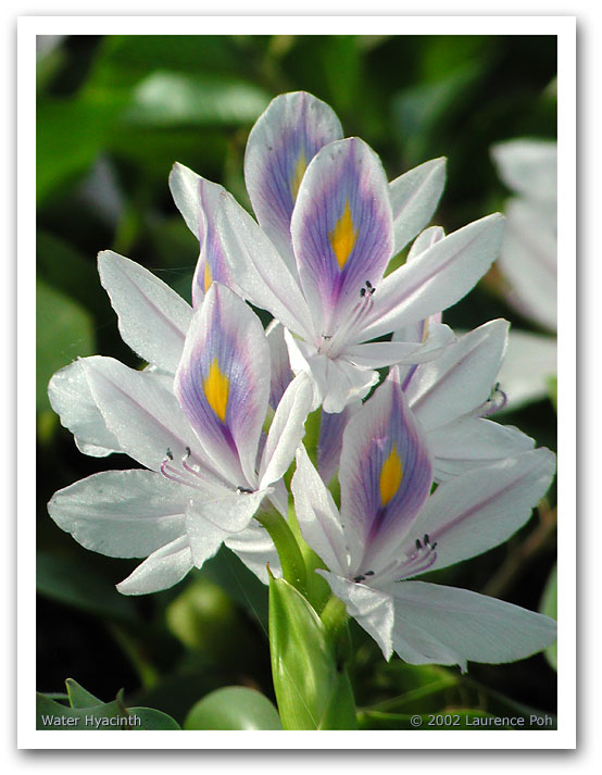 Water Hyacinth