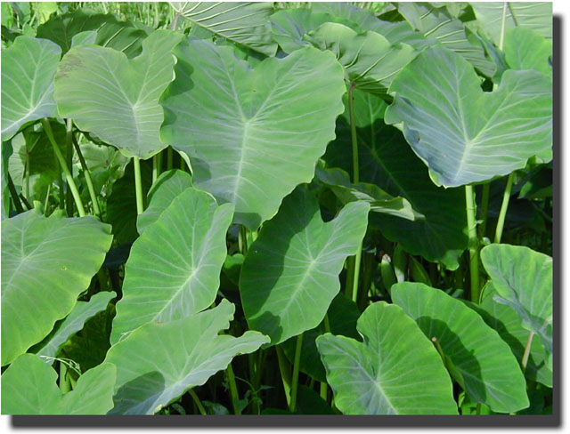 Yam leaves