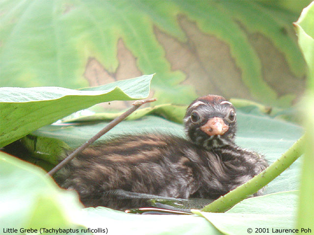 Little Grebe (Tachybaptus ruficollis)