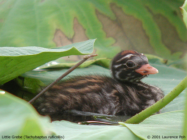 Little Grebe (Tachybaptus ruficollis)