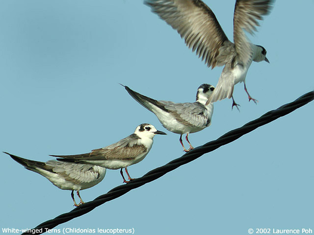 White-winged Terns (Childonias leucopterus)