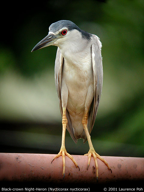 Black-crowned Night-Heron (Nycticorax nycticorax)