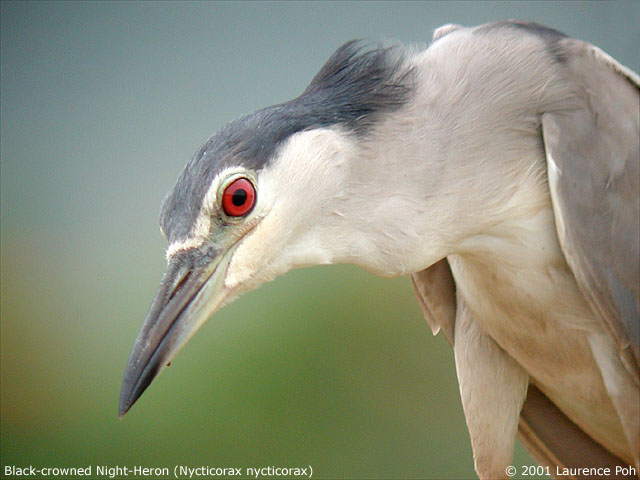 Black-crowned Night-Heron (Nycticorax nycticorax)