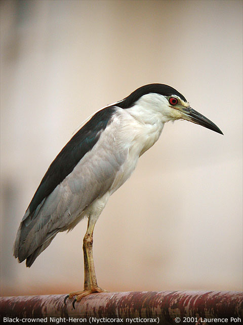 Black-crowned Night-Heron (Nycticorax nycticorax)