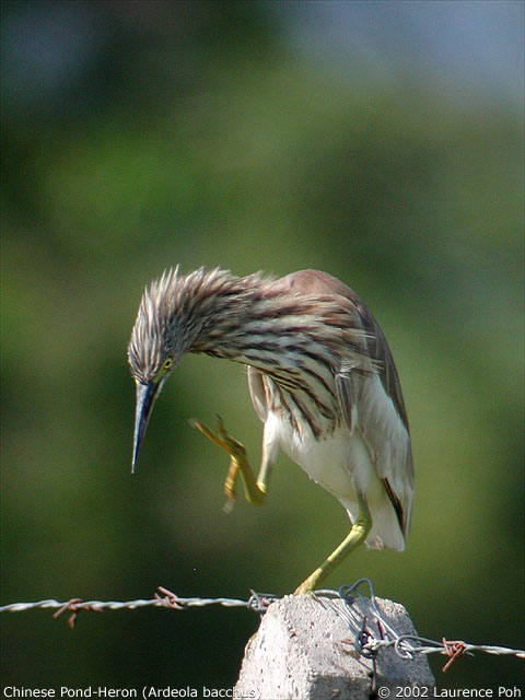 Chinese Pond-Heron (Ardeola bacchus)