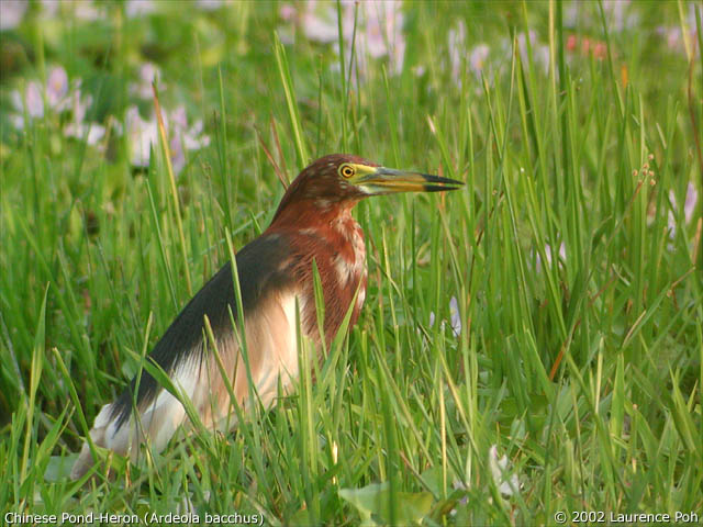 Chinese Pond-Heron (Ardeola bacchus)