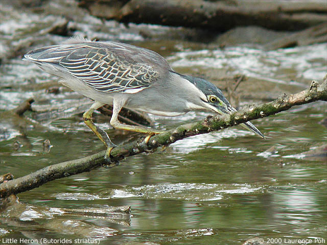 Little Heron (Butorides striatus)