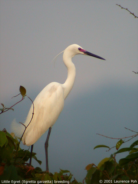 Little Egret (Egretta garzetta)