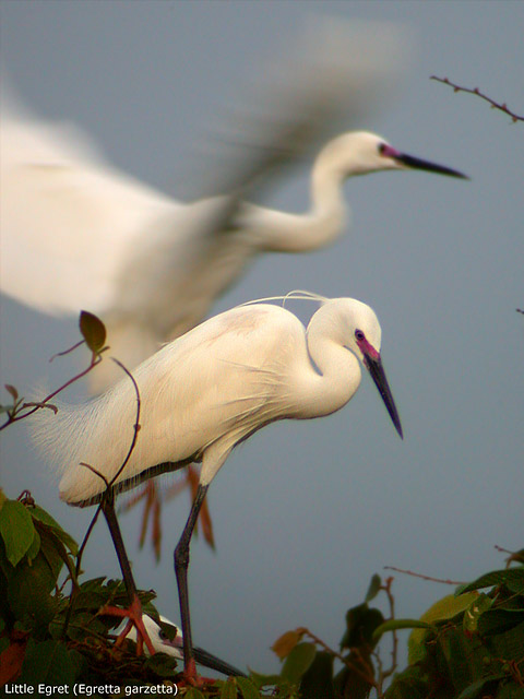 Little Egret (Egretta garzetta)