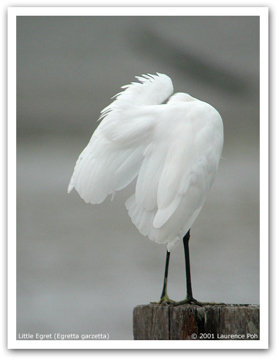 Little Egret (Egretta garzetta)