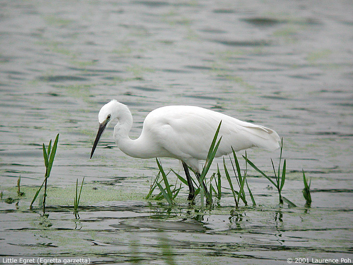 Little Egret (Egretta garzetta)
