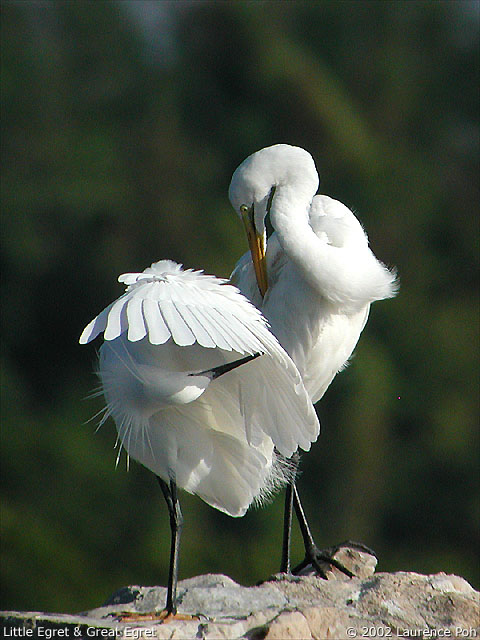 Little Egret (Egretta garzetta) & Great Egret (Casmerodius albus)