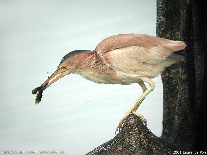 Yellow Bittern (Ixobrychus sinensis)