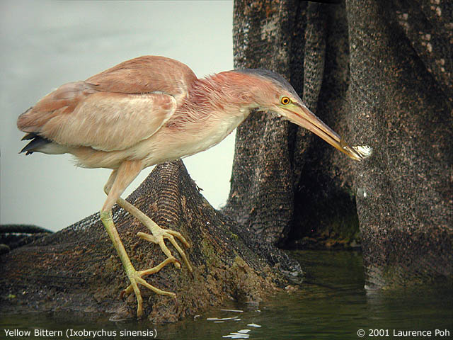 Yellow Bittern (Ixobrychus sinensis)