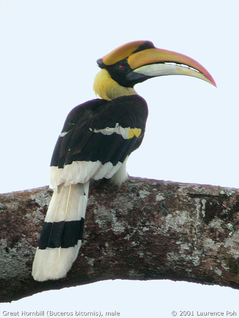 Great Hornbill (Buceros bicornis), male