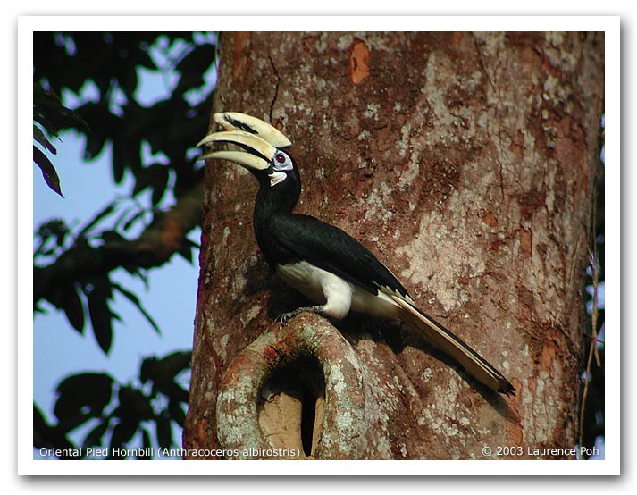 Oriental Pied Hornbill (Anthracoceros albirostris)
