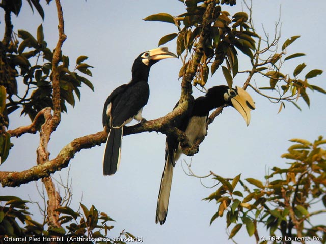 Oriental Pied Hornbill (Anthracoceros albirostris)
