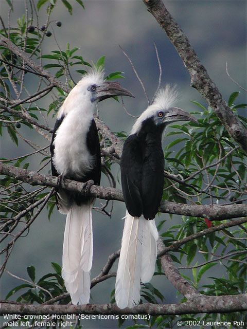 White-crowned Hornbill (Berenicornis comatus)