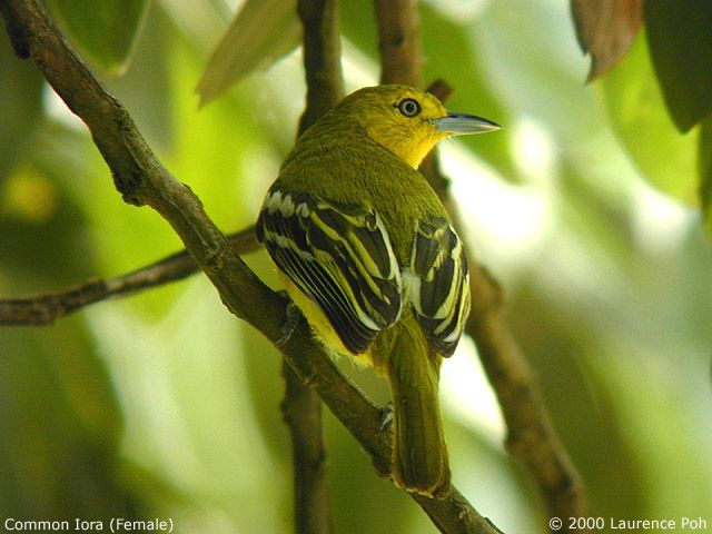 Common Iora (Aegithina tiphia)