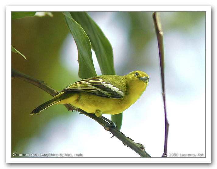 Common Iora (Aegithina tiphia), male