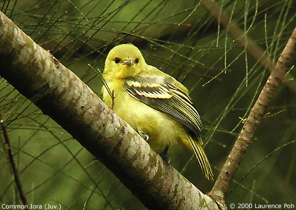 Common Iora (Aegithina tiphia), juvenile