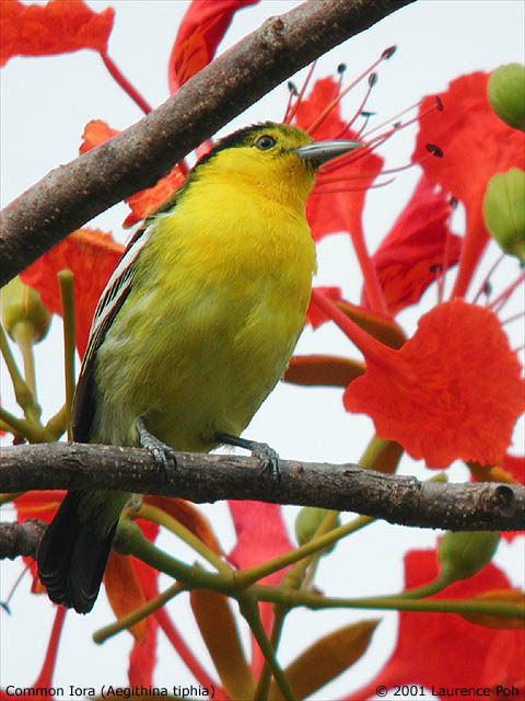Common Iora (Aegithina tiphia)