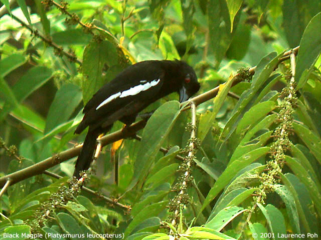 Black Magpie (Platysmurus leucopterus)