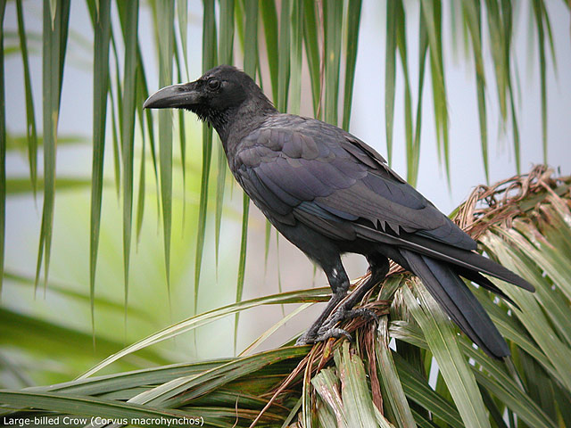 Large-billed Crow (Corvus macrohynchos)