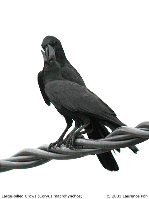 Large-billed Crows (Corvus macrohynchos)