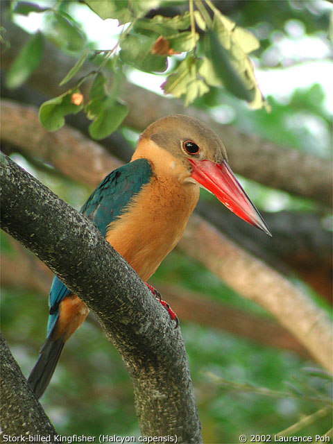 Stork-billed Kingfisher (Halcyon capensis)
