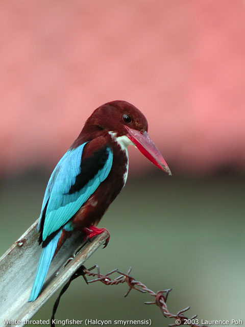 White-throated Kingfisher (Halcyon smyrnensis)