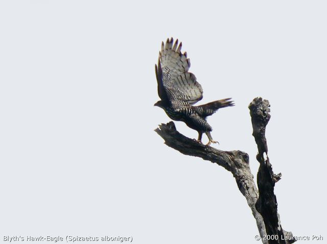 Blyth's Hawk-Eagle (Spizaetus alboniger)