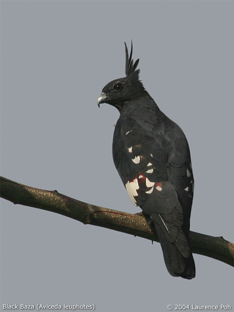 Black Baza (Aviceda leuphotes)
