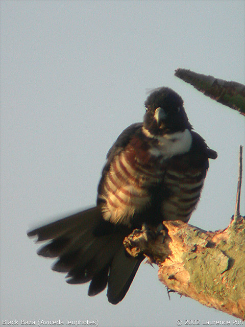 Black Baza (Aviceda leophotes)