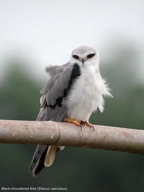 Black-shouldered Kite (Elanus caeruleus)