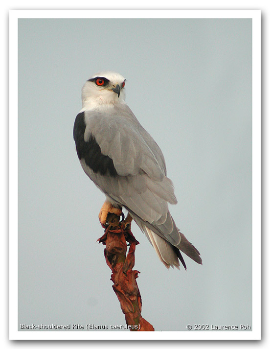 Black-shouldered Kite (Elanus caeruleus)