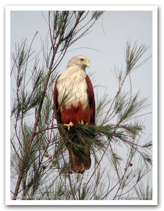 Brahminy Kite (Haliastur indus)