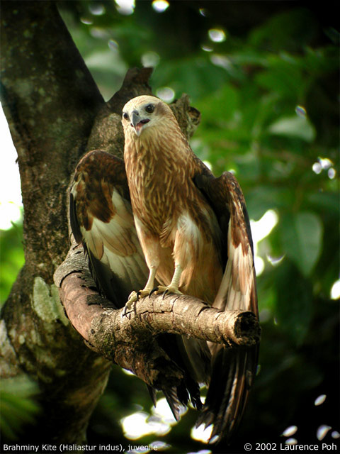 Brahminy Kite