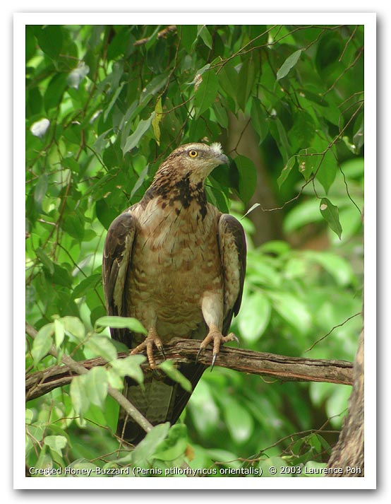 Crested Honey-Buzzard (Pernis ptilorhyncus)