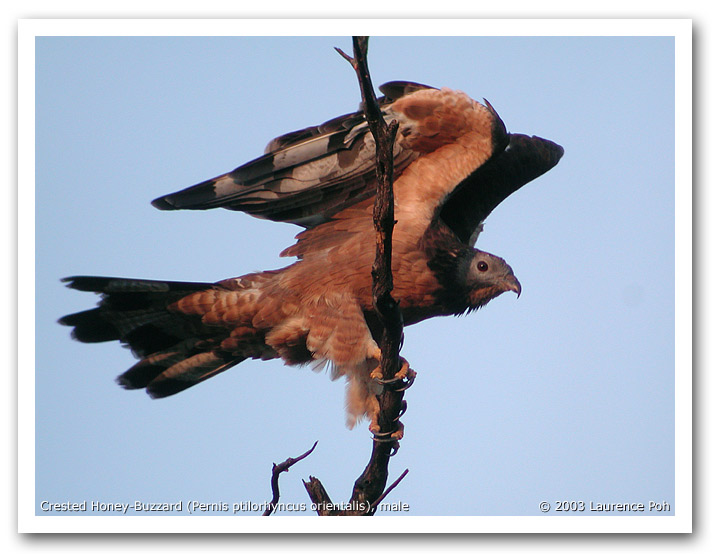 Crested Honey-Buzzard (Pernis ptilorhyncus)