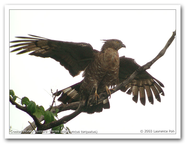 Crested Honey-Buzzard (Pernis ptilorhyncus)
