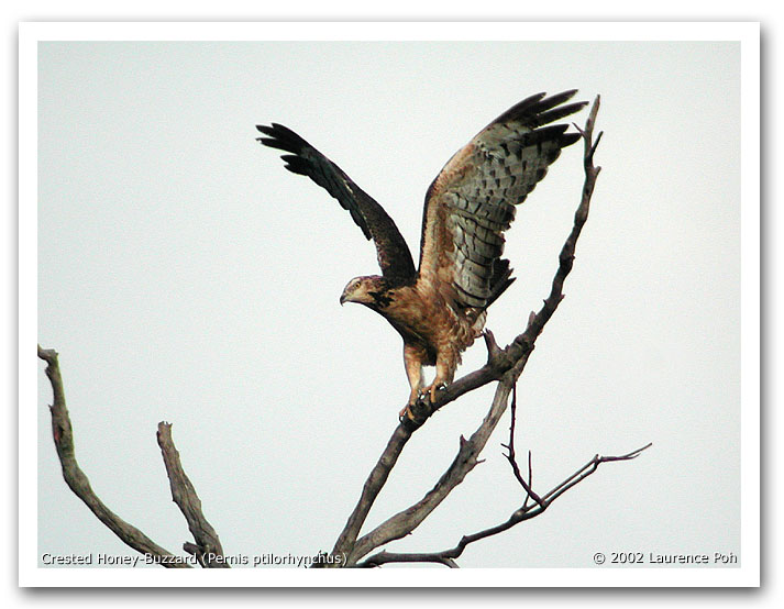 Crested Honey-Buzzard (Pernis ptilorhyncus)