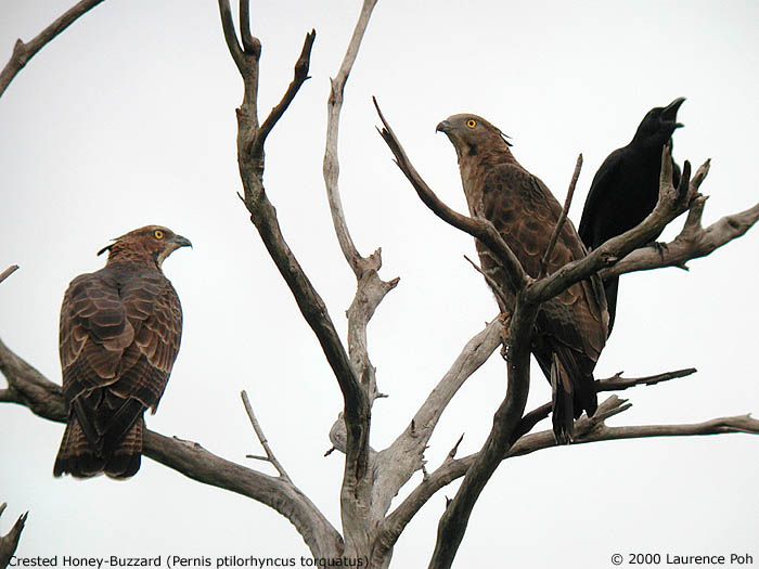 Crested Honey-Buzzard (Pernis ptilorhyncus)