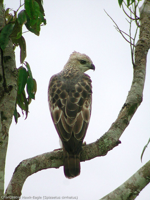 Changeable Hawk-Eagle