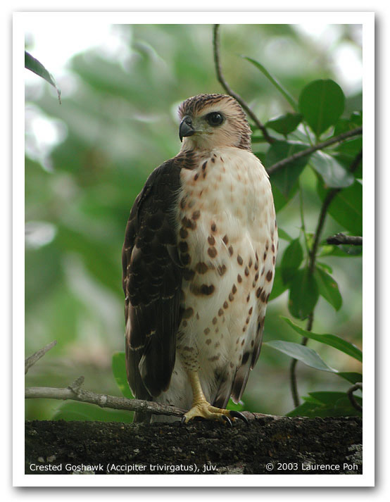 Crested Goshawk (Accipiter trivirgatus), juvenile