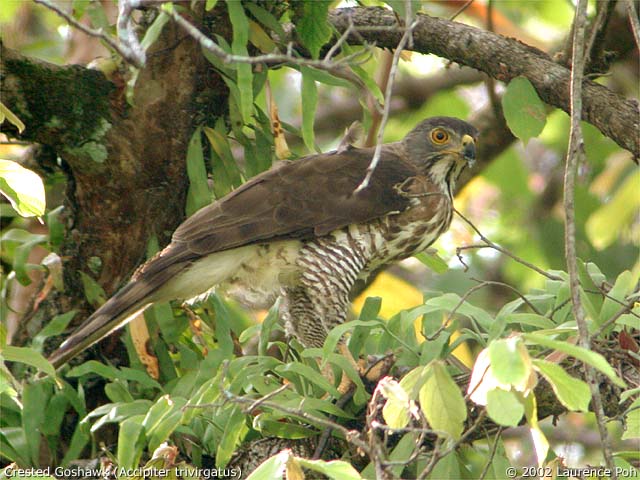 Crested Goshawk (Accipiter trivirgatus)