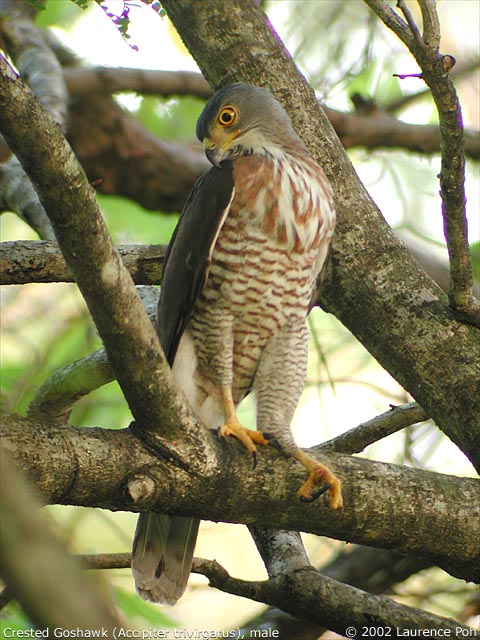 Crested Goshawk (Accipiter trivirgatus)