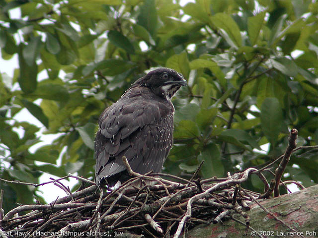 Bat Hawk (Machaerhampus alcinus)