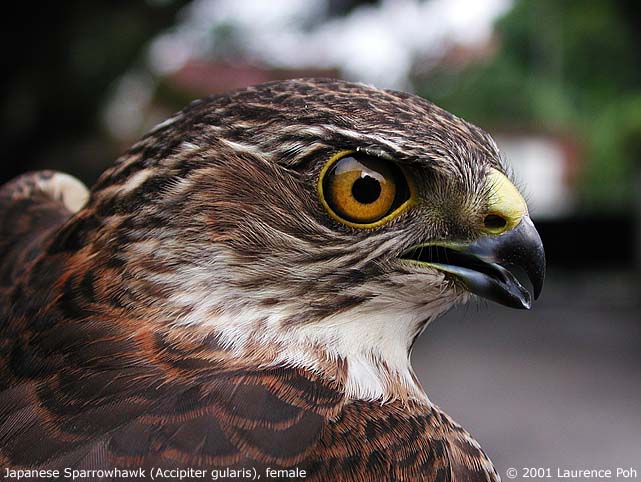 Japanese Sparrowhawk (Accipiter gularis), female